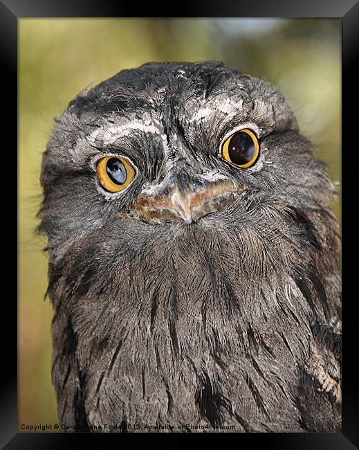 Tawny Frogmouth Portrait Framed Print by Carole-Anne Fooks