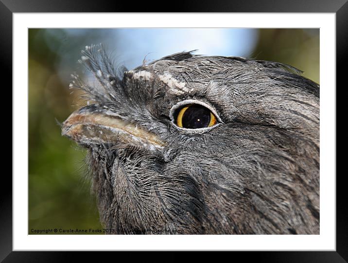 Tawny Frogmouth Portrait Framed Mounted Print by Carole-Anne Fooks
