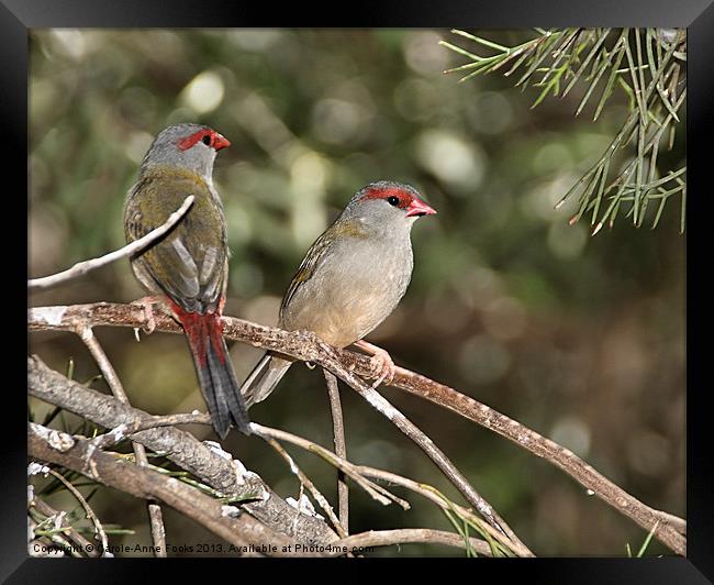 Red-browed Firetail Finch Framed Print by Carole-Anne Fooks