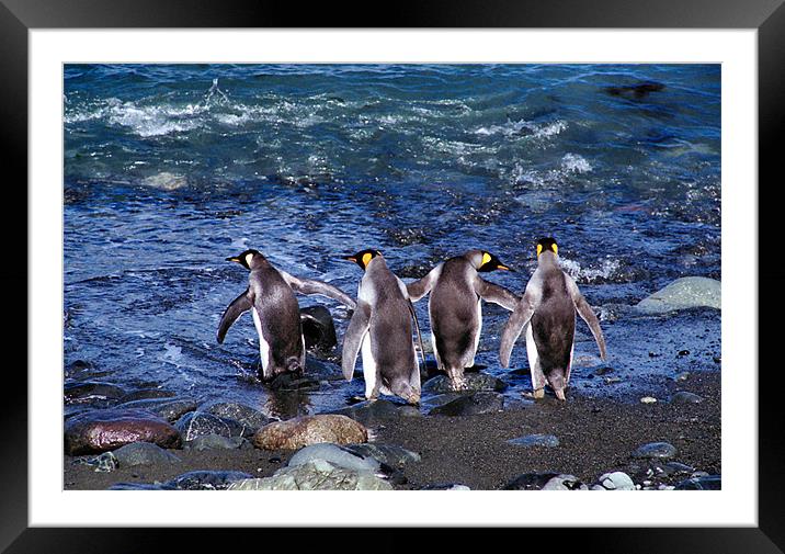 King Penguins Going Fishing Framed Mounted Print by Carole-Anne Fooks