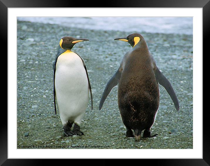 King Penguin Conversation Framed Mounted Print by Carole-Anne Fooks