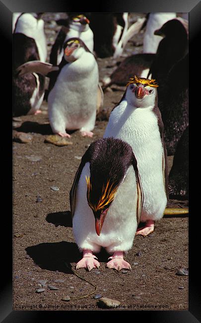 Royal Penguins Macquarie Island Framed Print by Carole-Anne Fooks