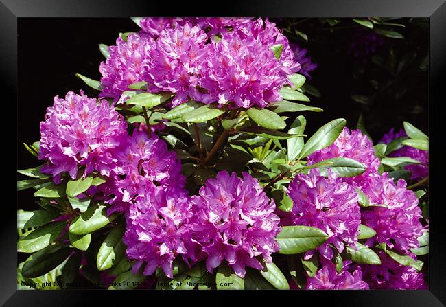 Rhododendrons At Birmigham Botanic Gardens Framed Print by Carole-Anne Fooks