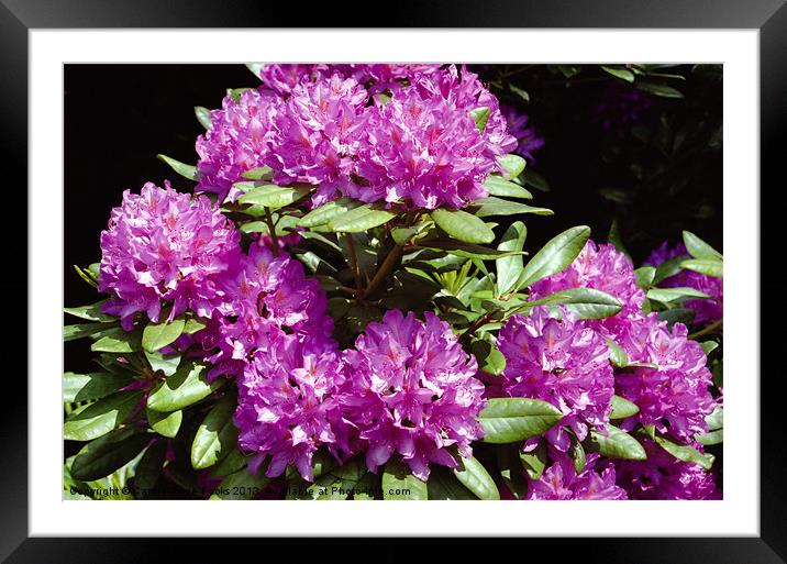 Rhododendrons At Birmigham Botanic Gardens Framed Mounted Print by Carole-Anne Fooks