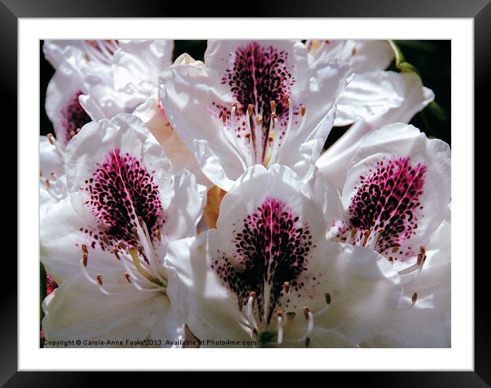Rhododendron at Birmingham Botanic Gardens Framed Mounted Print by Carole-Anne Fooks