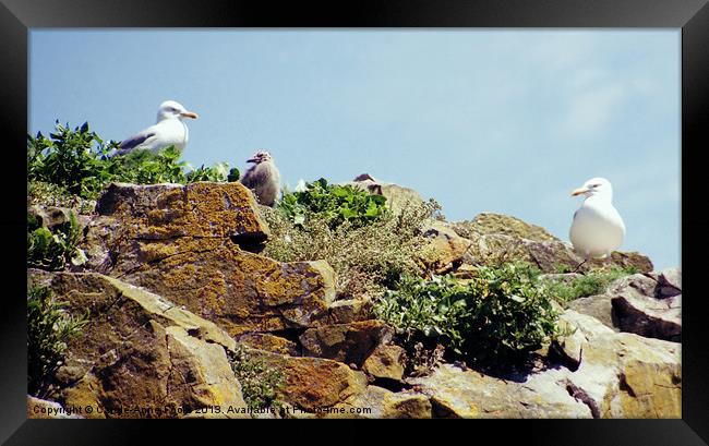 Herring Gull Rookery Caldey Island Framed Print by Carole-Anne Fooks