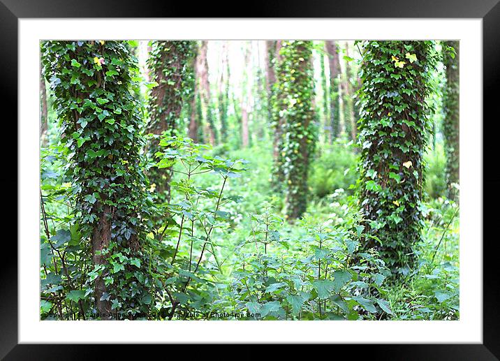 Spring in the Woods Framed Mounted Print by Carole-Anne Fooks