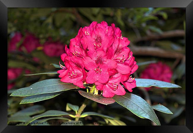 Red Rhododendrons Framed Print by Carole-Anne Fooks
