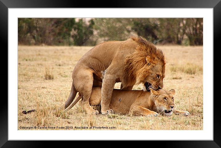 Nibble, Nibble! Framed Mounted Print by Carole-Anne Fooks