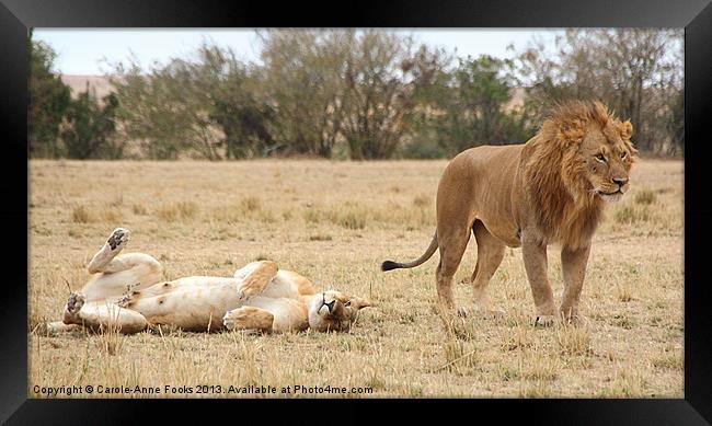 Domestic Bliss! Framed Print by Carole-Anne Fooks