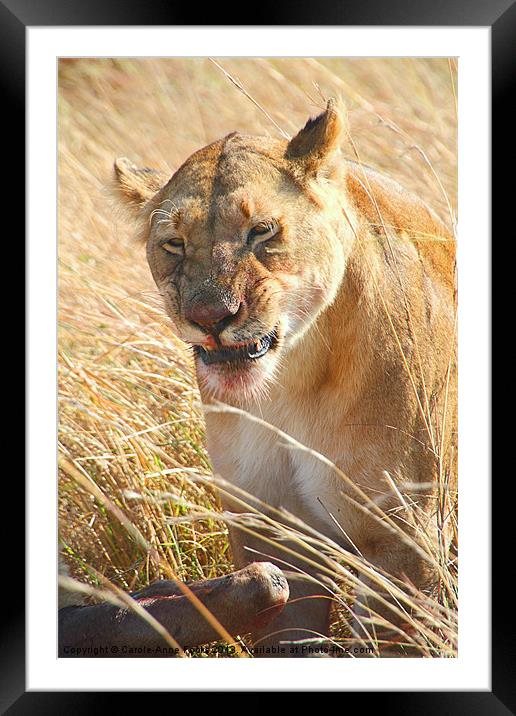 Lioness With Wilderbeest Kill Framed Mounted Print by Carole-Anne Fooks