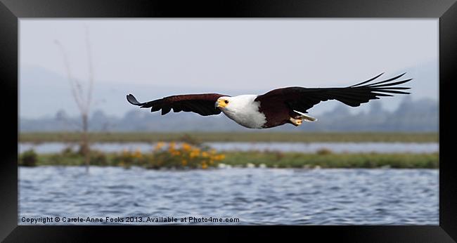 African Fish Eagle Swooping Framed Print by Carole-Anne Fooks