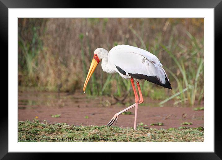 Yellow-Billed Stork Framed Mounted Print by Carole-Anne Fooks