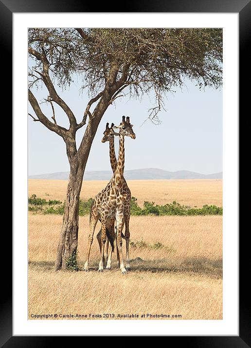 Maasai Giraffe Males Necking Framed Mounted Print by Carole-Anne Fooks