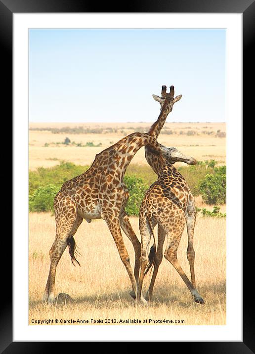 Maasai Giraffe Males Necking Framed Mounted Print by Carole-Anne Fooks