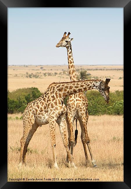 Maasai Giraffe Males Necking Framed Print by Carole-Anne Fooks
