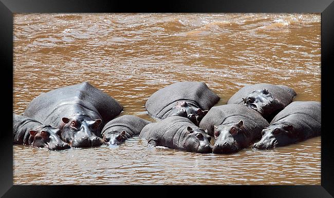 Hippos in The Mara River Framed Print by Carole-Anne Fooks