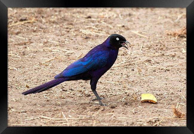 Long-tailed Glossy Starling Framed Print by Carole-Anne Fooks