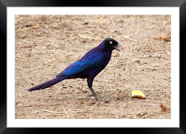 Long-tailed Glossy Starling Framed Mounted Print by Carole-Anne Fooks