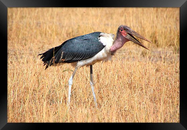 Marabou Stork, Leptoptilos crumeniferus, Kenya Framed Print by Carole-Anne Fooks