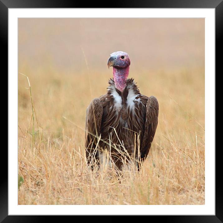 Nubian Vulture Framed Mounted Print by Carole-Anne Fooks