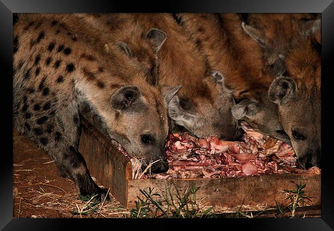 Spotted Hyena Scavenging at Night Framed Print by Carole-Anne Fooks