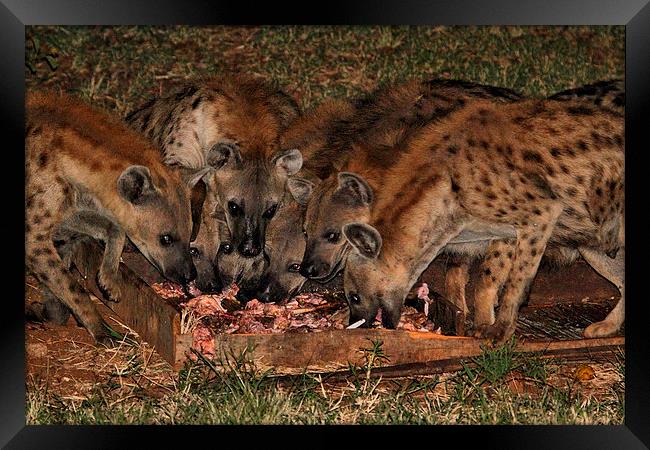 Spotted Hyena Scavenging at Night Framed Print by Carole-Anne Fooks