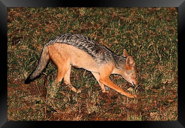 Side-striped Jackal at Night Framed Print by Carole-Anne Fooks