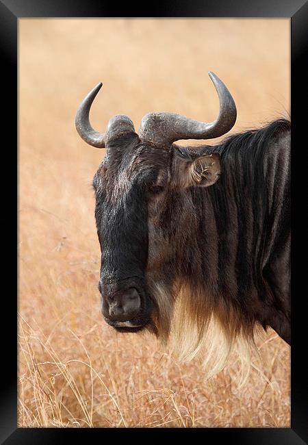 Wildebeest Portrait Framed Print by Carole-Anne Fooks
