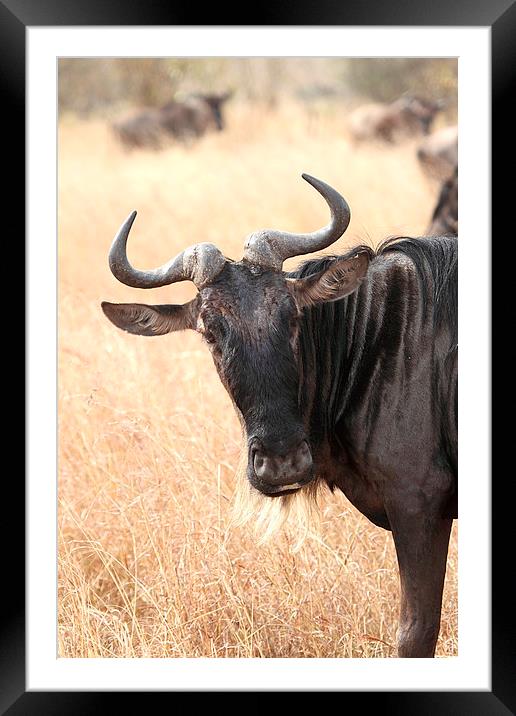 Wildebeest Portrait Framed Mounted Print by Carole-Anne Fooks