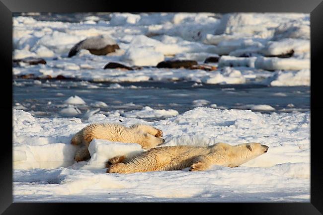 Polar Bear Mother & Cub Grooming Enthusiastically Framed Print by Carole-Anne Fooks