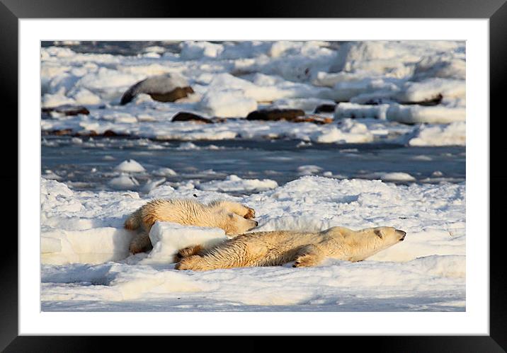 Polar Bear Mother & Cub Grooming Enthusiastically Framed Mounted Print by Carole-Anne Fooks