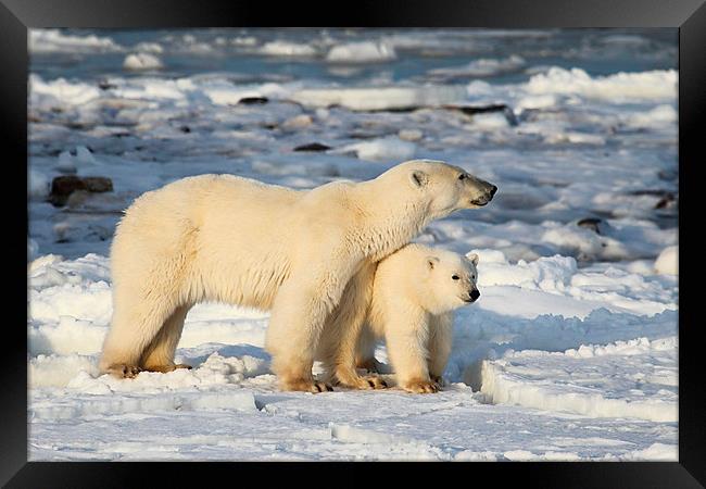 Standing Guard Over Her Cub, Churchill, Canada Framed Print by Carole-Anne Fooks