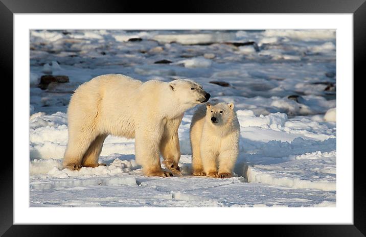 Polar Bear Mother & Cub Churchill Canada Framed Mounted Print by Carole-Anne Fooks