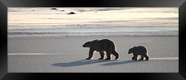 Polar Bear Mother & Cub Panorama Framed Print by Carole-Anne Fooks