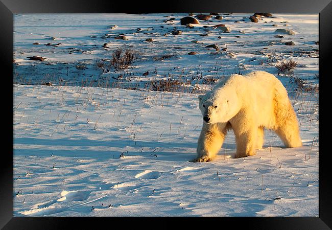 Large Male Polar Bear Framed Print by Carole-Anne Fooks