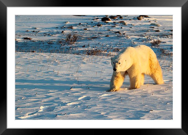 Large Male Polar Bear Framed Mounted Print by Carole-Anne Fooks