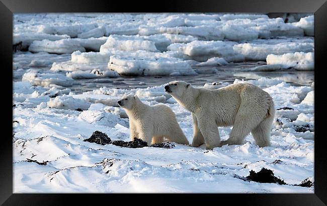Polar Bear & Cub Tasting the Air, Canada Framed Print by Carole-Anne Fooks