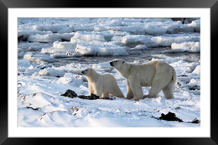 Polar Bear & Cub Tasting the Air, Canada Framed Mounted Print by Carole-Anne Fooks