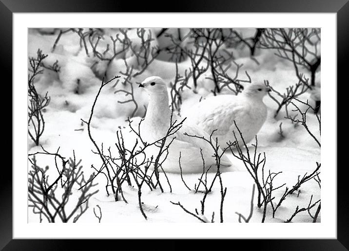 Ptarmigans in the Arctic Willow Canada Framed Mounted Print by Carole-Anne Fooks