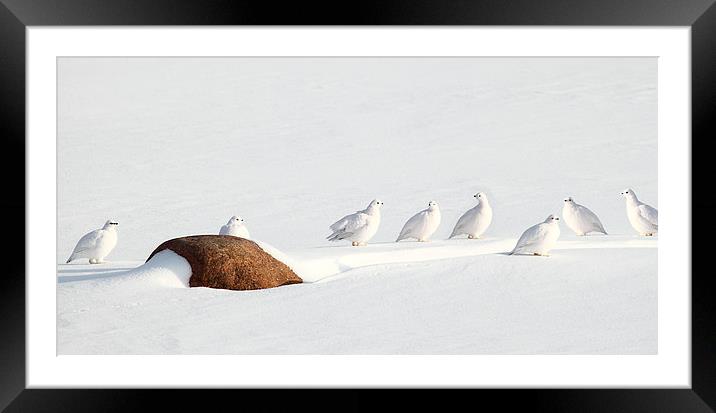 Ptarmigans, Churchill, Canada Framed Mounted Print by Carole-Anne Fooks