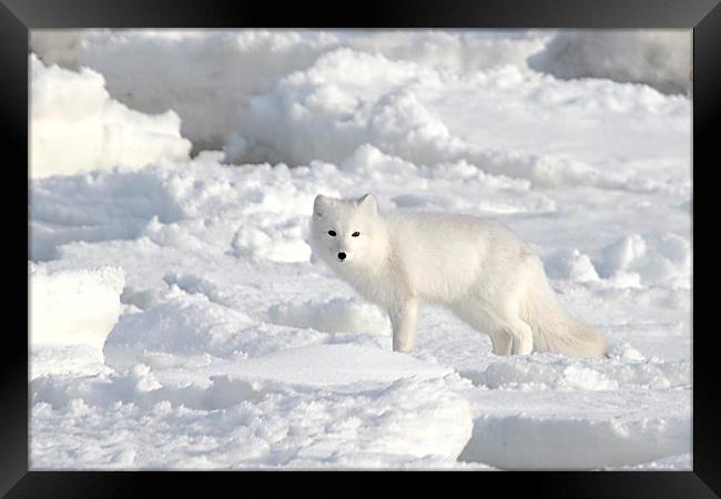 White on White. Arctic Fox Canada Framed Print by Carole-Anne Fooks