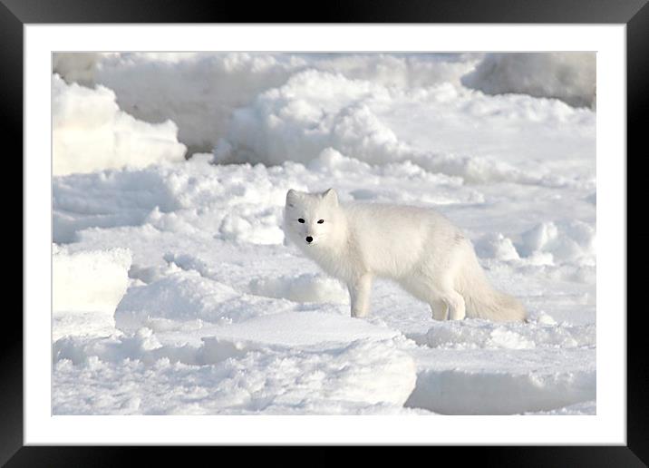 White on White. Arctic Fox Canada Framed Mounted Print by Carole-Anne Fooks