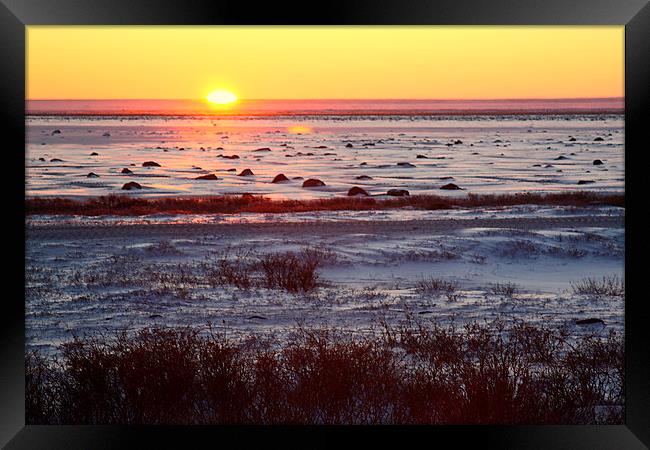 Sunrise on the Tundra Canada Framed Print by Carole-Anne Fooks