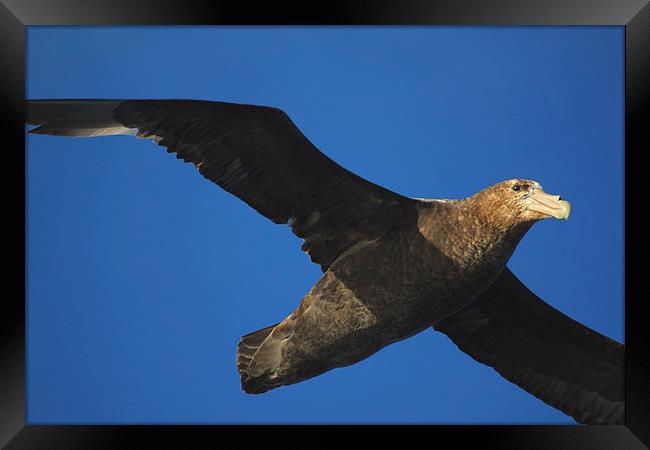 Giant Petrel Flying High Framed Print by Carole-Anne Fooks