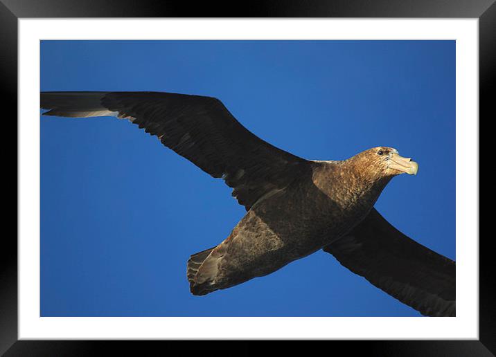 Giant Petrel Flying High Framed Mounted Print by Carole-Anne Fooks
