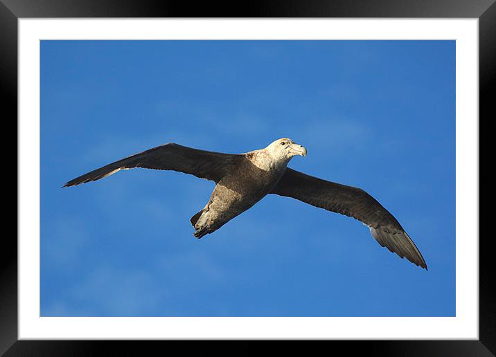 Giant Petrel Soaring Above Framed Mounted Print by Carole-Anne Fooks