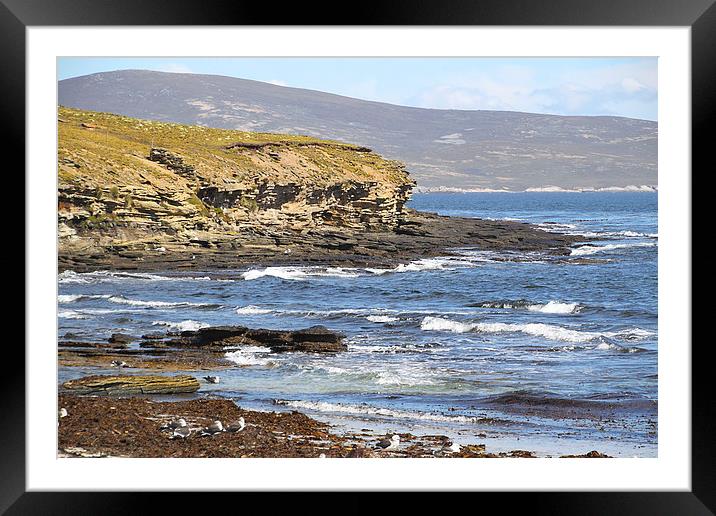 Carcass Island in The Falklands Framed Mounted Print by Carole-Anne Fooks