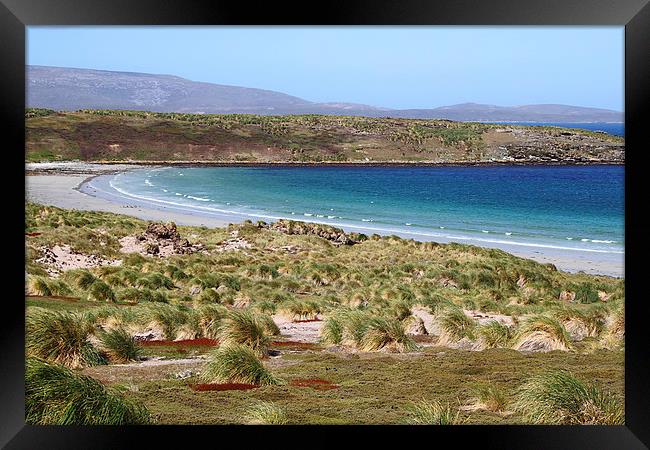 Carcass Island in The Falklands Framed Print by Carole-Anne Fooks