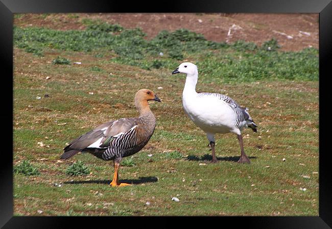 Pair of Upland Geese Falkland Islands Framed Print by Carole-Anne Fooks